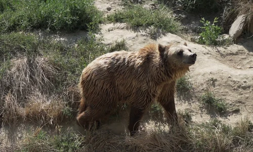 Urşi ZOO Târgovişte. FOTO
