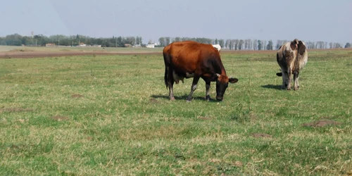 Terenurile primăriei nu prea au căutare