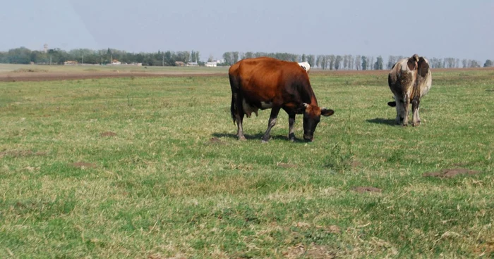 Terenurile primăriei nu prea au căutare