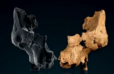 Fosilele descoperite în peștera Sima del Elefante (© Maria D. Guillén / IPHES-CERCA / Elena Santos / CENIEH)