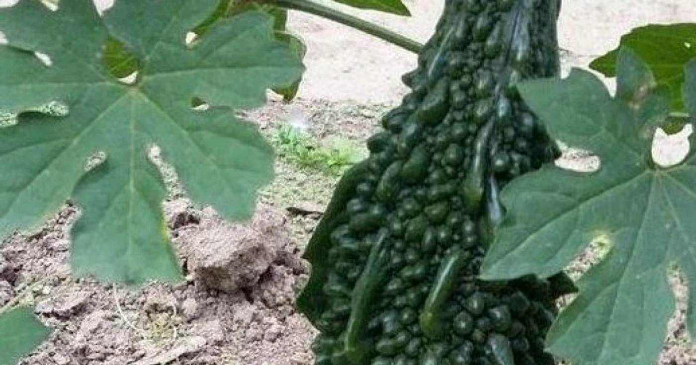 calarasi facaeni