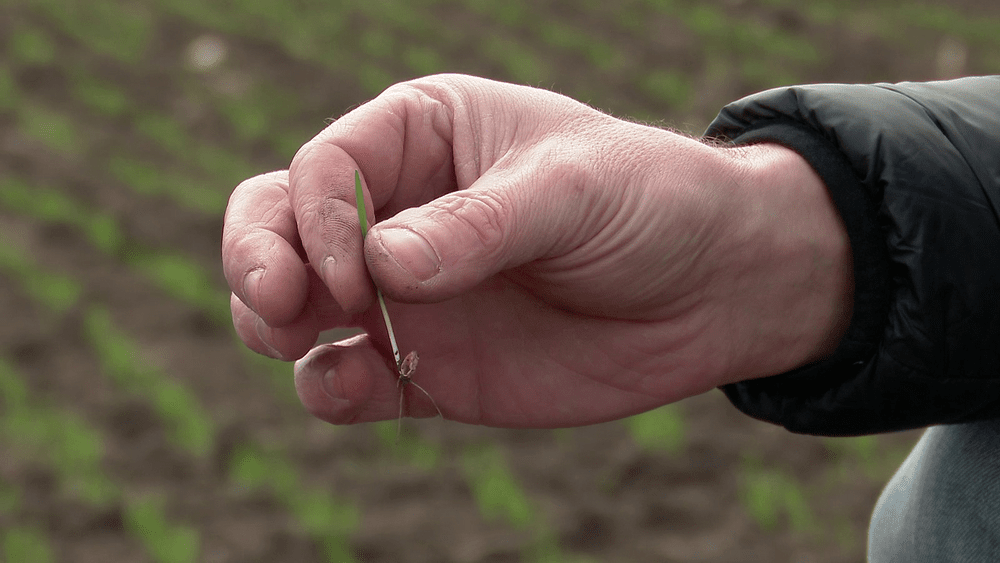Ninsorile care salvează pâinea cea de toate zilele. Ce explicații au agricultorii din Câmpia Română