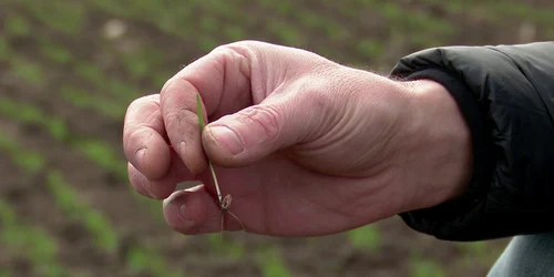 agricultura grau georgian calota (4) jpg