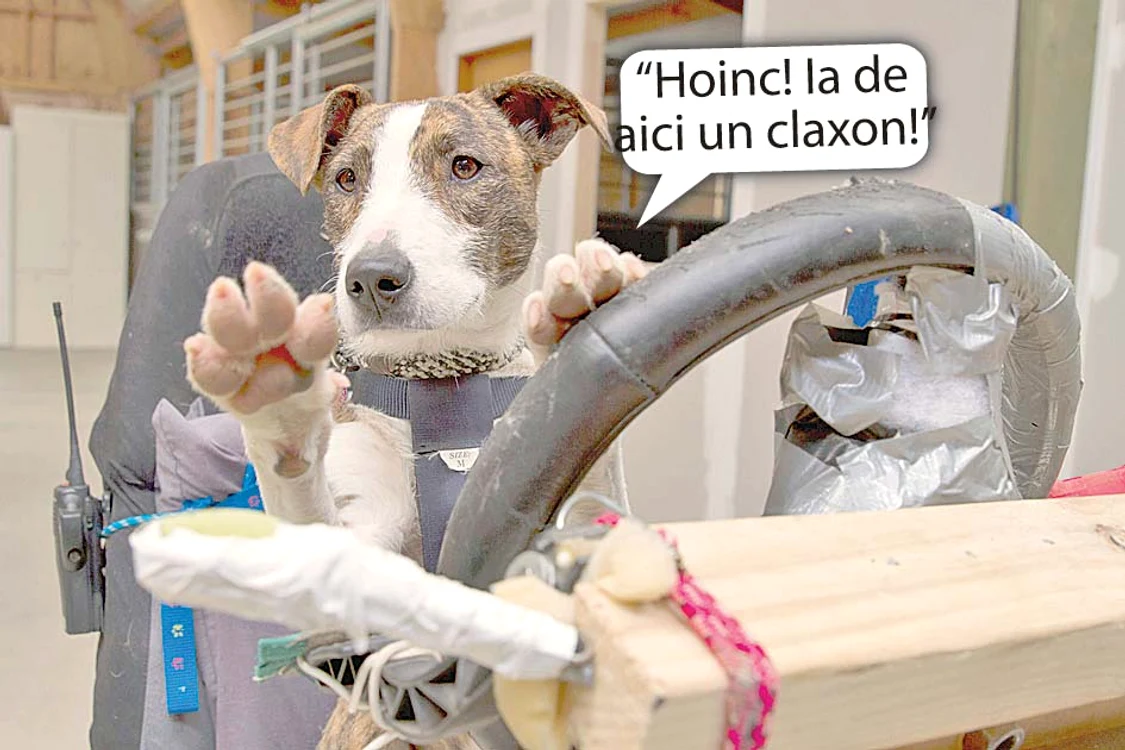 Școala  de şoferi  pentru căţei!
