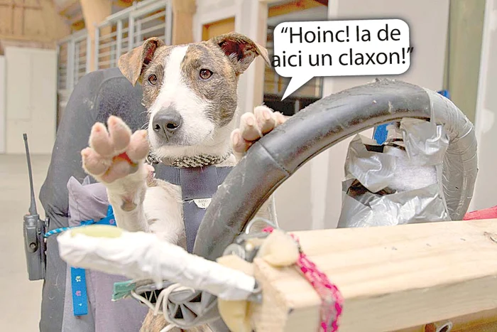 Școala  de şoferi  pentru căţei!