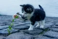 cat 2536662 1280 jpg