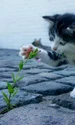 cat 2536662 1280 jpg