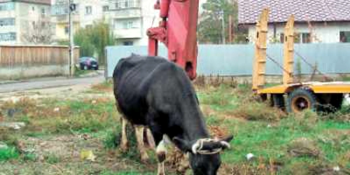 Judeţ cu judeţ: Serviciul Judeţean de Ambulanţă Călăraşi va intra într-un amplu proces de reabilitare şi modernizare