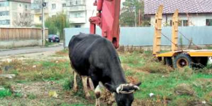 Judeţ cu judeţ: Serviciul Judeţean de Ambulanţă Călăraşi va intra într-un amplu proces de reabilitare şi modernizare