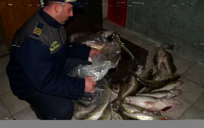 Poliţiştii de frontieră au confiscat întreaga cantitate de peşte. Foto: Adevărul