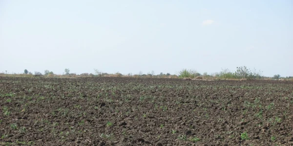 calarasi teren agricol