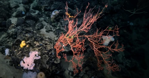 Corali descoperiți în apropierea Titanicului / Foto: Captură video: Youtube / OceanGate Expeditions