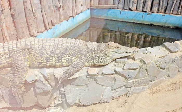 Până şi crocodilul de Nil e toropit de căldura din RomâniaFoto: Dorin Constanda