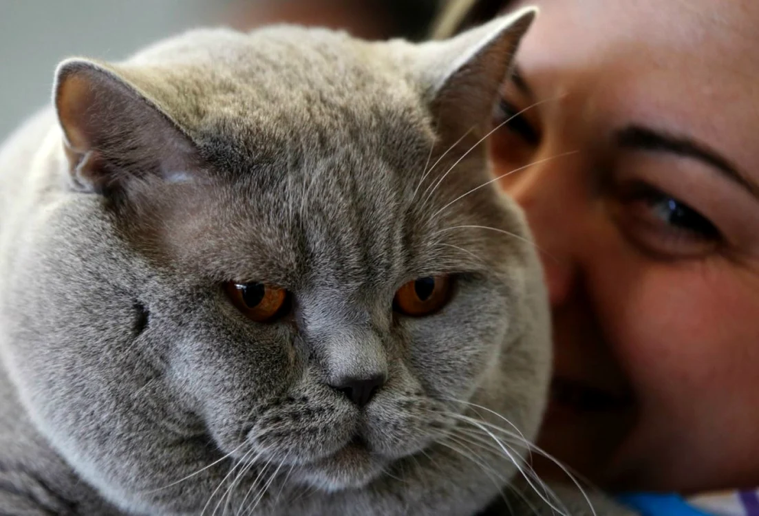 Pisică din rasa British Shorthair