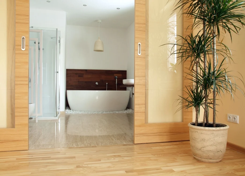 Cele mai rezistente plante de apartament dracena FOTO 123RF