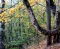 paduri stranii