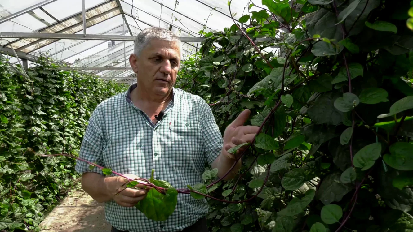 Planta este aclimatizată de echipa cercetătorului Costel Vânătoru