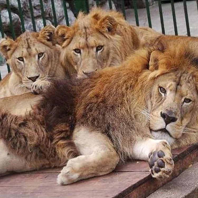 Leii lui Nuțu Cămătaru sunt la Grădina Zoologică Galați
