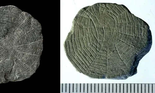 Foto: Bornholm Museum / livescience.com