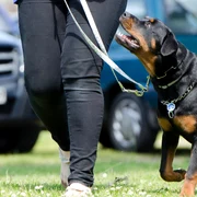 dresaj caini   foto pixabay jpg