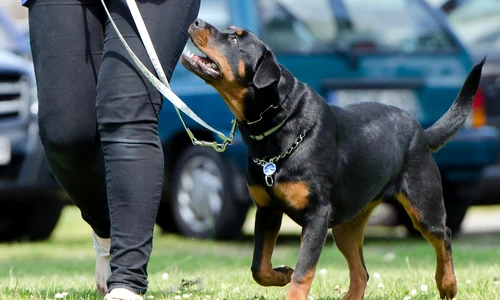 dresaj caini   foto pixabay jpg