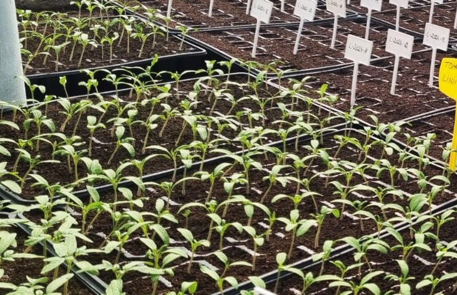 Răsaduri de stevia, „zahărul verde”, vândute de o unitate de cercetare din România. Cum a fost aclimatizată aici planta exotică