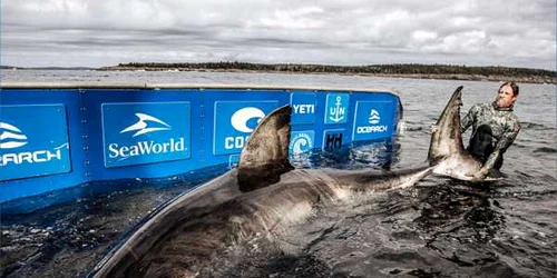 Rechinul alb Nukumi foto via OCEARCH/ Chris Ross