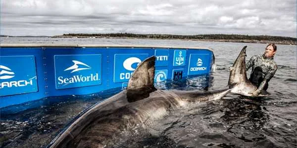 Rechinul alb Nukumi foto via OCEARCH/ Chris Ross