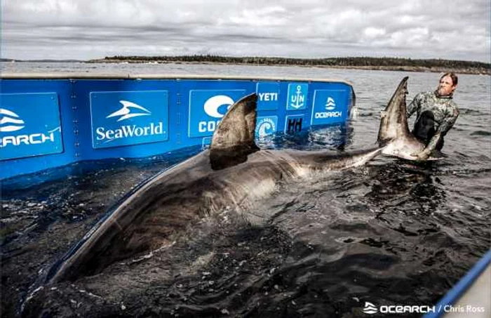 Foto: OCEARCH / Chriss Ross