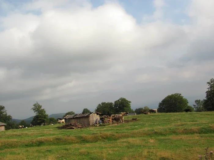 Transalpina