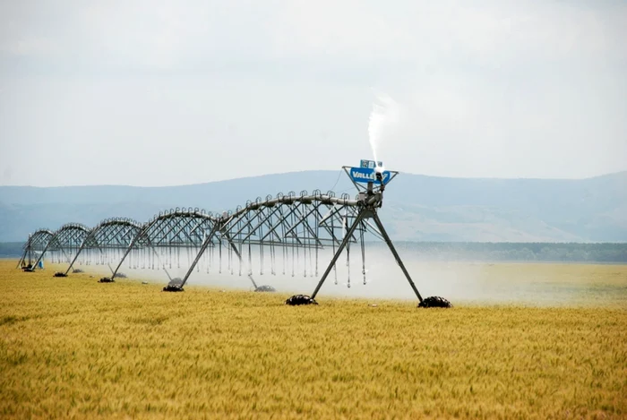 În Insula Mare a Brăilei se practică agricultură performantă   FOTO Florentin Coman