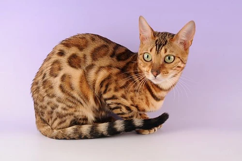 ocicat1 jpg jpeg