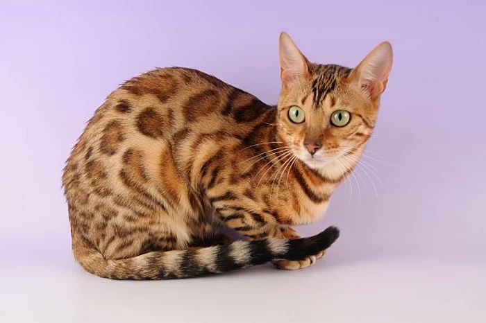 ocicat1 jpg jpeg