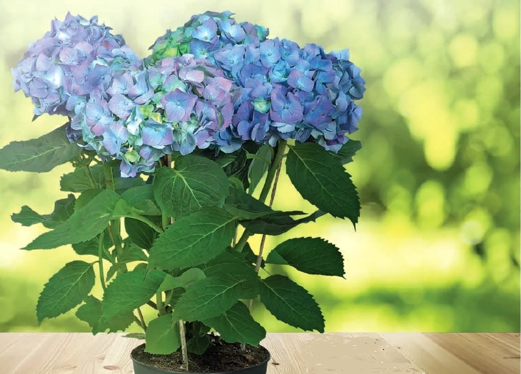 Hortensia atrage cel mai mare ghinion financiar.