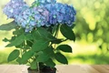 Hortensia preferă solurile umede şi soarele de dimineaţă jpeg
