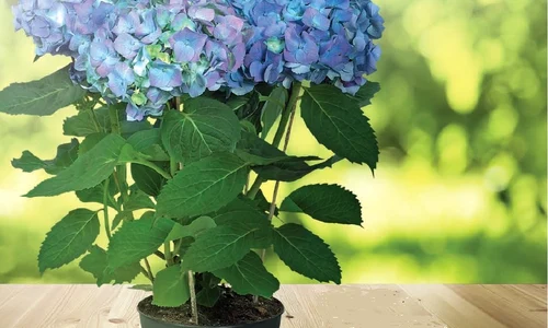 Hortensia preferă solurile umede şi soarele de dimineaţă jpeg