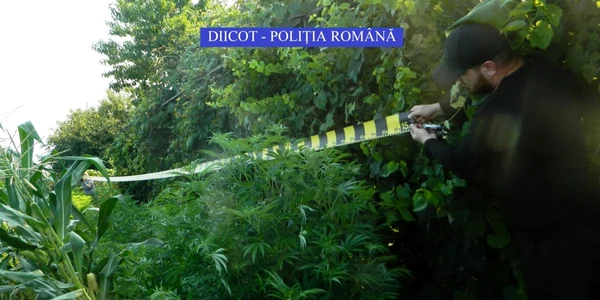 afacere cannabis olt