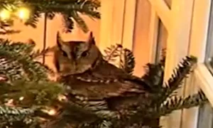 bufnita usa today png