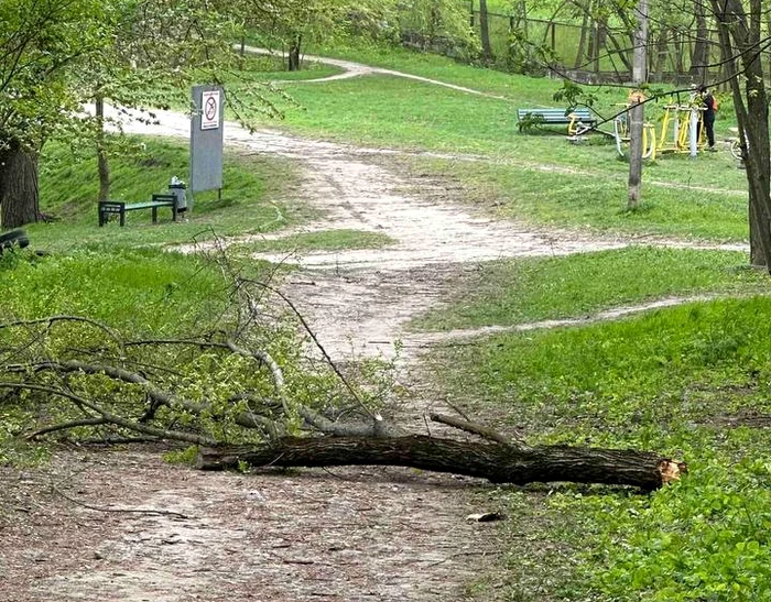 Incidentul fatal a avut loc într-un parc din Chișinău. FOTO: Telegram.org/ Politia R. Moldova