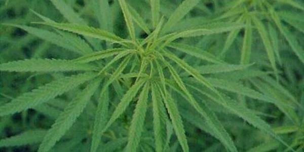 VIDEO Un poliţist a cultivat cannabis în propriul apartament - Update