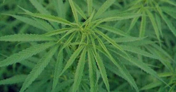 VIDEO Un poliţist a cultivat cannabis în propriul apartament - Update