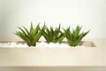 aloe vera 0 jpeg