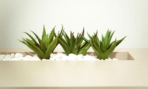 aloe vera 0 jpeg