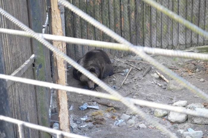 Ursii lui Ianukovici