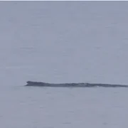 balena esuata Captura NRD Info png