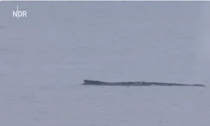 balena esuata Captura NRD Info png