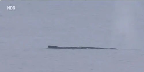 balena esuata Captura NRD Info png