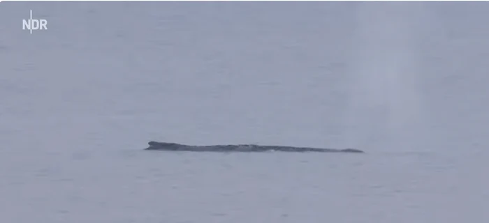 Balena a eșuat la începutul lunii. FOTO captura YouTube NRD News Nord Magazin
