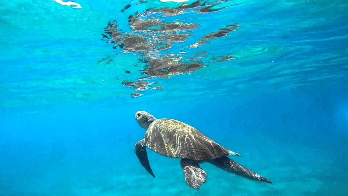 Admiră ţestoasele Caretta Caretta jpeg