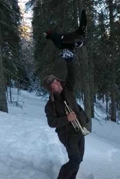 Mulți bani pentru nimic: ultimul cocoș de munte reintrodus în Europa de Vest a murit. Situația exemplarelor România